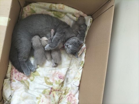 British shorthair yavrular rezerveye açıktır