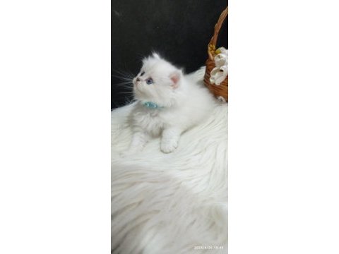 British longhair ve shorthair kedimiz