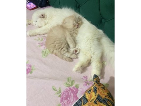 2 aylık scottish fold longhair