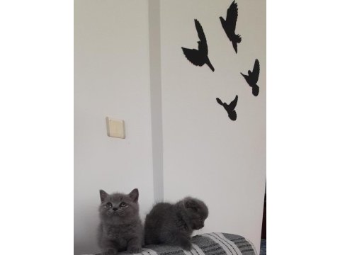 Denizli scottish fold yavrularım