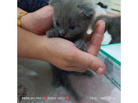 Minik kedilerime yuva arıyorum