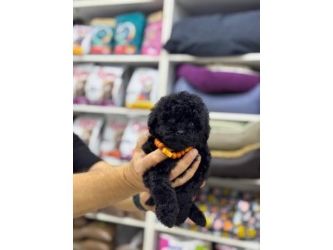 2 aylık siyah erkek maltipoo yavru