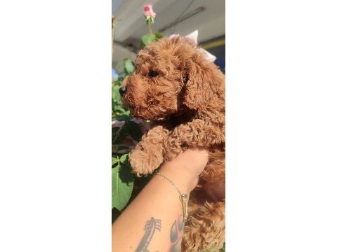 Poodle en sevilenler geldi