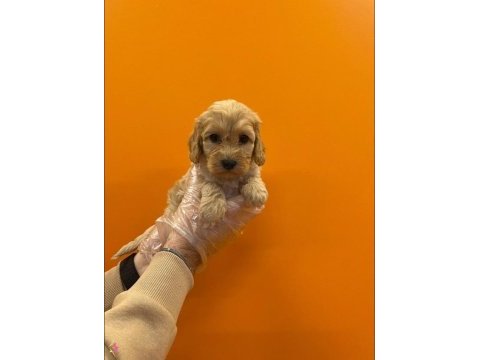 Dizayn ırk üst kalite maltipoo