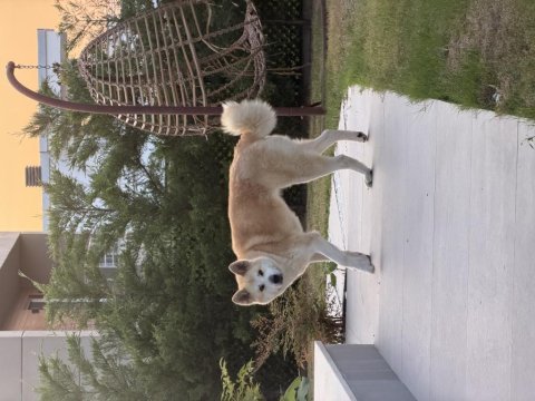 Akita dostumuz alexander 2 yaşında dişi