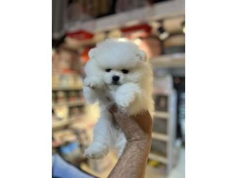 Show calass mikrochipli teddy bear surat pomeranian boo