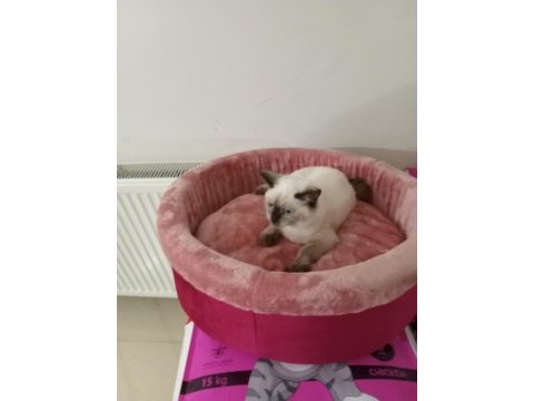 Scottish fold yavrularımız yeni sahibini bekliyor