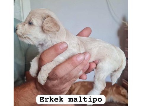 Maltipoo yavrular iki aylık