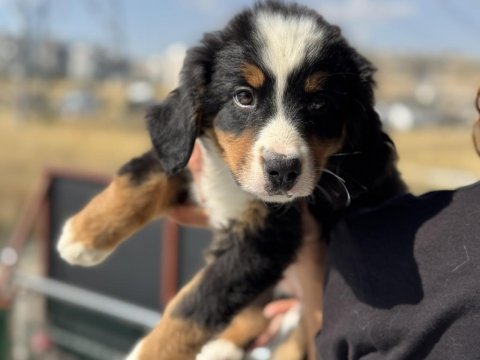 Petmode köpek çiftliğinde ziyarete açık bernese