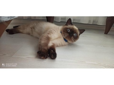 Baba biritish shorthair anne siyam malzeme ile birlikte vece