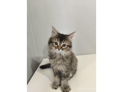 Kırma iran kedisi