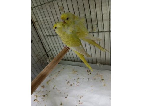 Muhabbet kuşu japones yavru bursa osmangazi