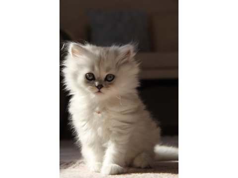 Tatlı british longhair yavruya yuva arıyoruz