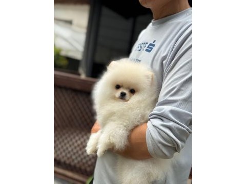 Ayıcık surat pomeranian