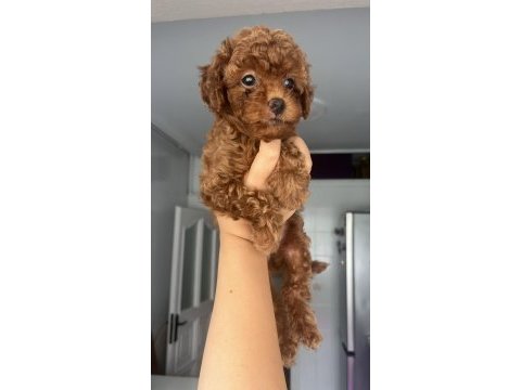Ev doğumlu ailemizde büyüyen toy poodle bebeklerim