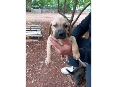 Labrador yavruları 1 aylık