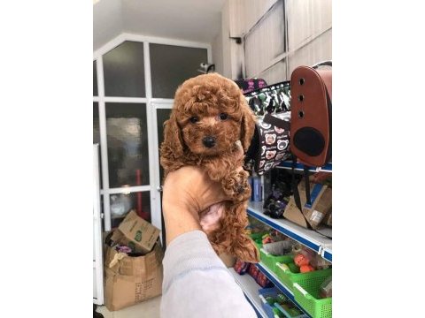 Dünya tatlısı poodle yavruları