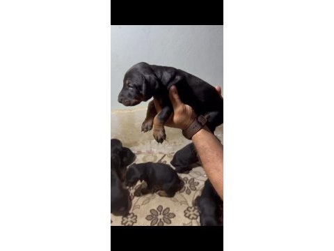 Irk ve sağlık garanti doberman yavrularımız