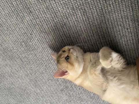 Çok sakin oyuncu british shorthair