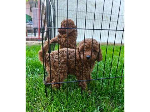 Toy poodle yavrularımız