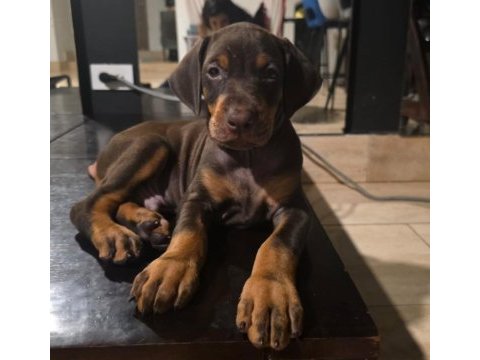 Türkiyenin en güvenilir çiftliğinden doberman