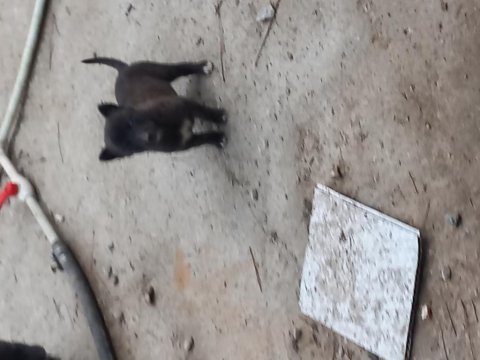 2 aylık yavrular sahiplendirecem belçika kurdu