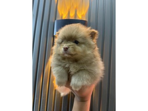 Pomeranian yavrular yılbaşı öncesi