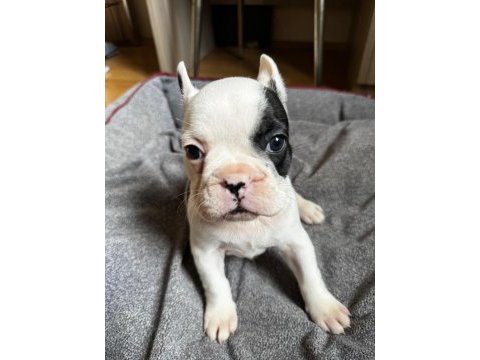 Yeni aileye hazır french bulldog yavrular