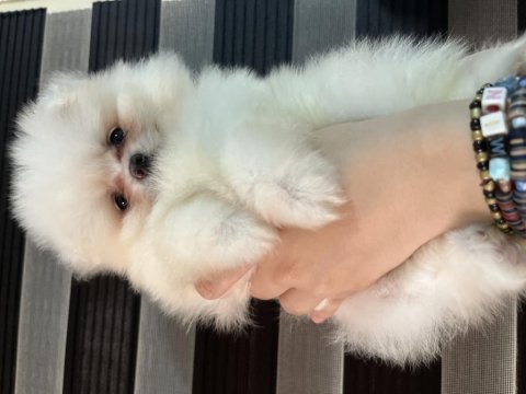 Pomeranian biblo suratlı bebekler