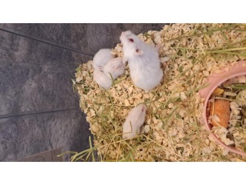 Yavru hamster