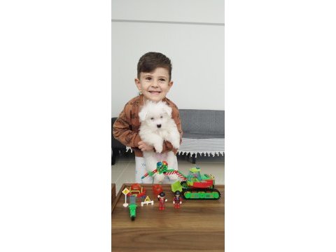 3 aylık terrier