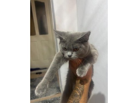 British shorthair yavrular