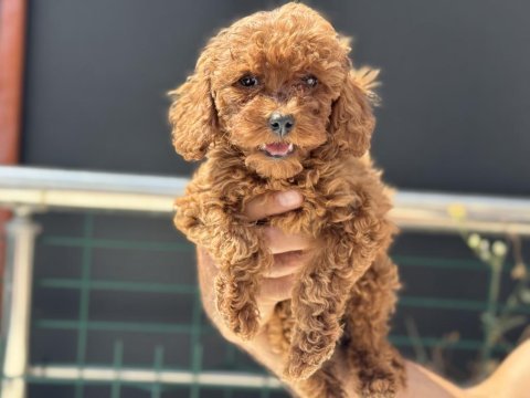 Ankaranın en elit toy poodle yavruları