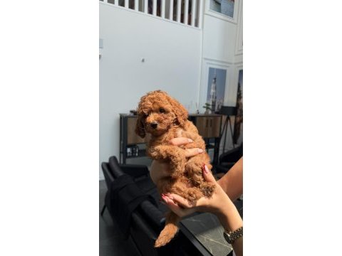 45 günlük erkek toy poodle