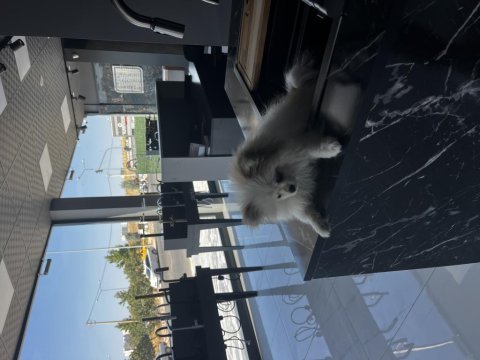 Pomeranian boo 3 aylık