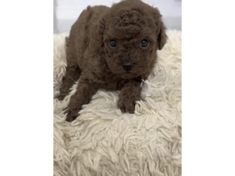 Toy poodle yavrular