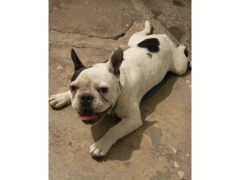 French bulldog yer sıkıntısı olduğu için sahiplendireceğim
