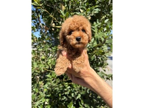 Show kalite sağlık garantili poodle yavrularım