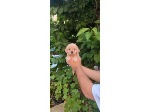 Mağazamızdan uyguna emsalsiz güzellikte maltipoo