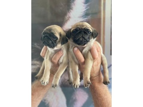 Pug yavrularımız için iletişime geçiniz