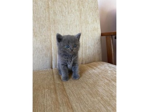 40 günlük british shorthair