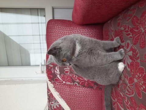2 yaşında kızanda british shorthair