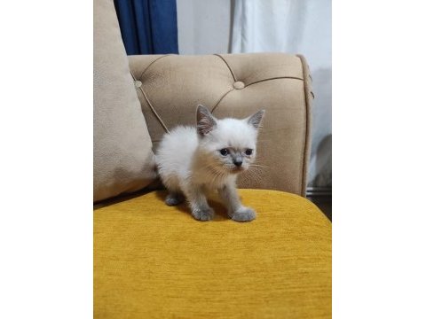 British short hair minikler