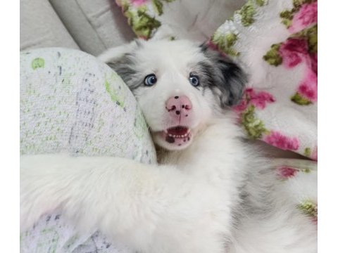 6 aralık doğumlu border collie yavrular rezerveye açıktır