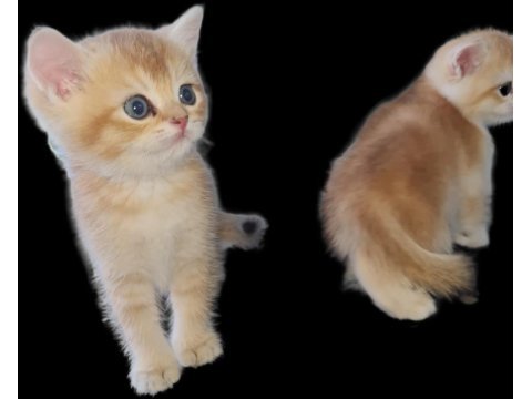 British shorthair ny11