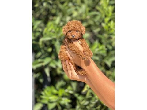 Mersinin en seçkin toy poodle yavruları