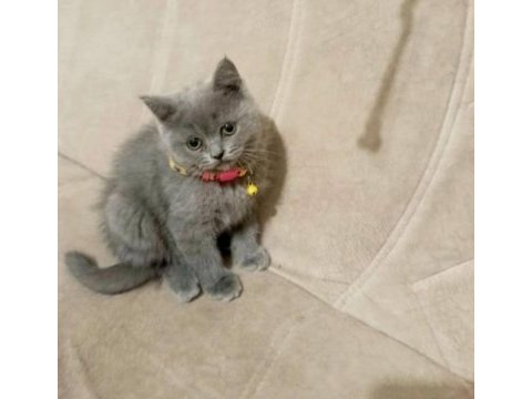 Yavru british shorthair mama tuvalet eğitimi verildi