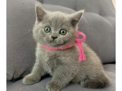 50 günlük yavru british shorthair yuvasını arıyor