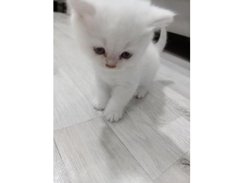 40 günlük british shorthair kediler