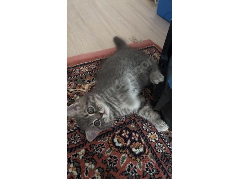 Kedimiz yeni yuvasını arıyor